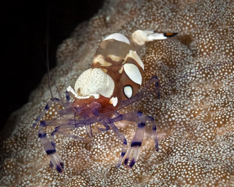 Divesite Image