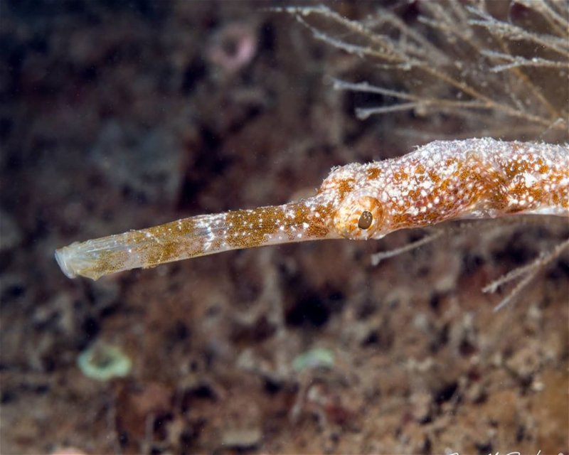 Divesite Image