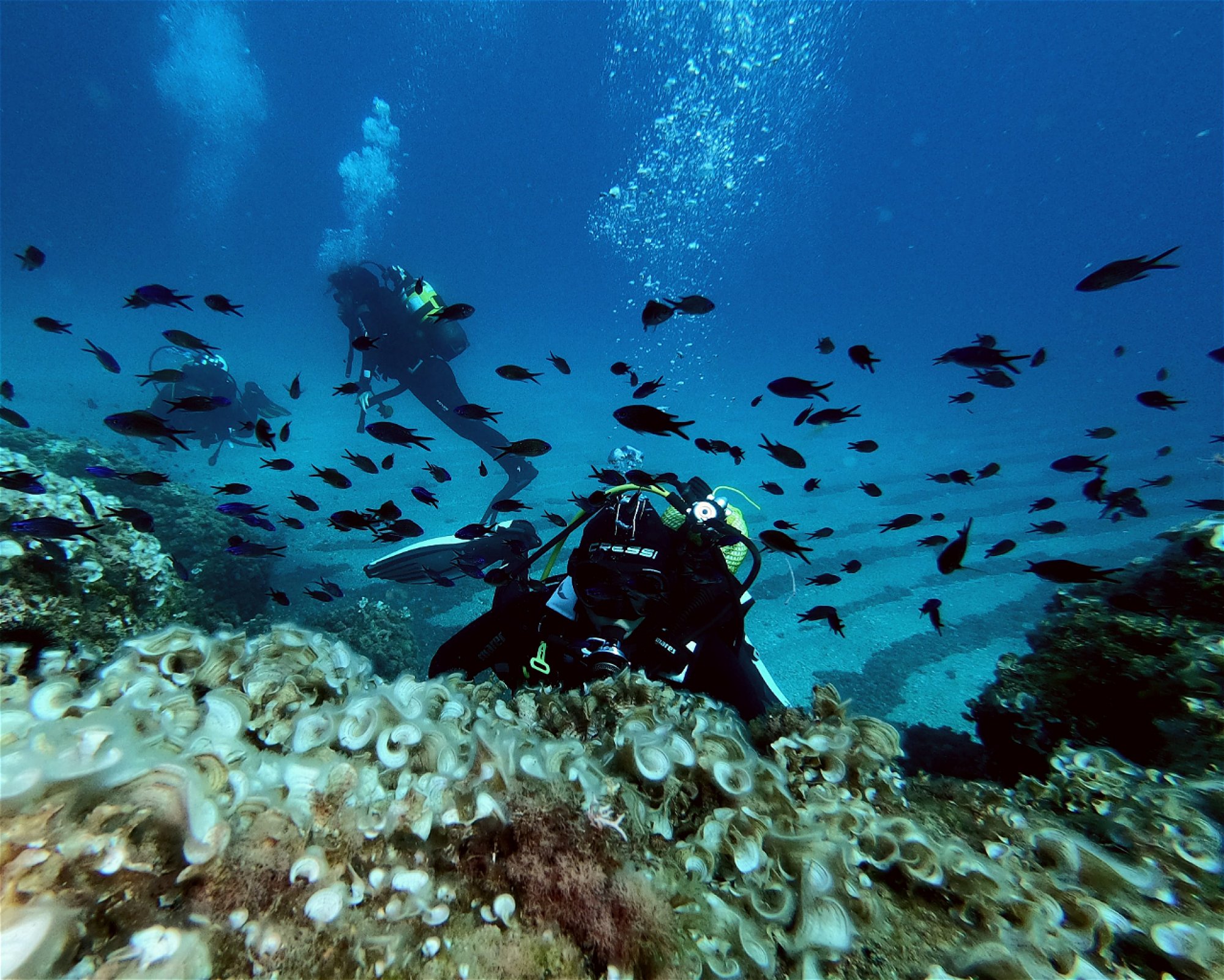 TORTUGA DIVING VERA PLAYA, 04621 Vera Playa