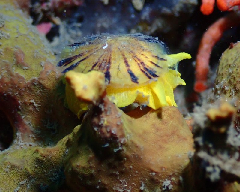 Divesite Image
