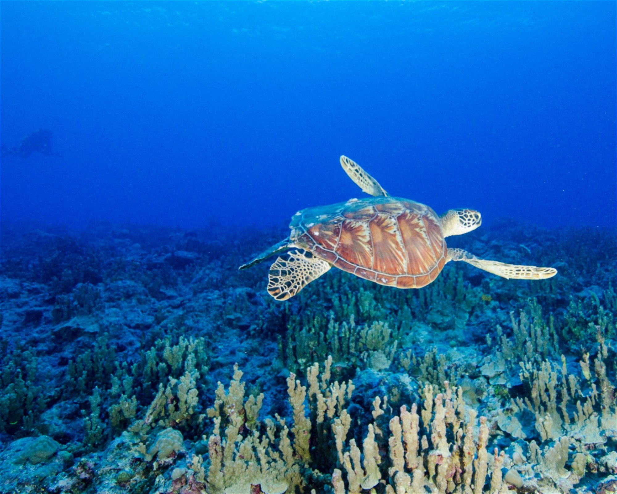 Scuba Guam, 96913 Tamuning