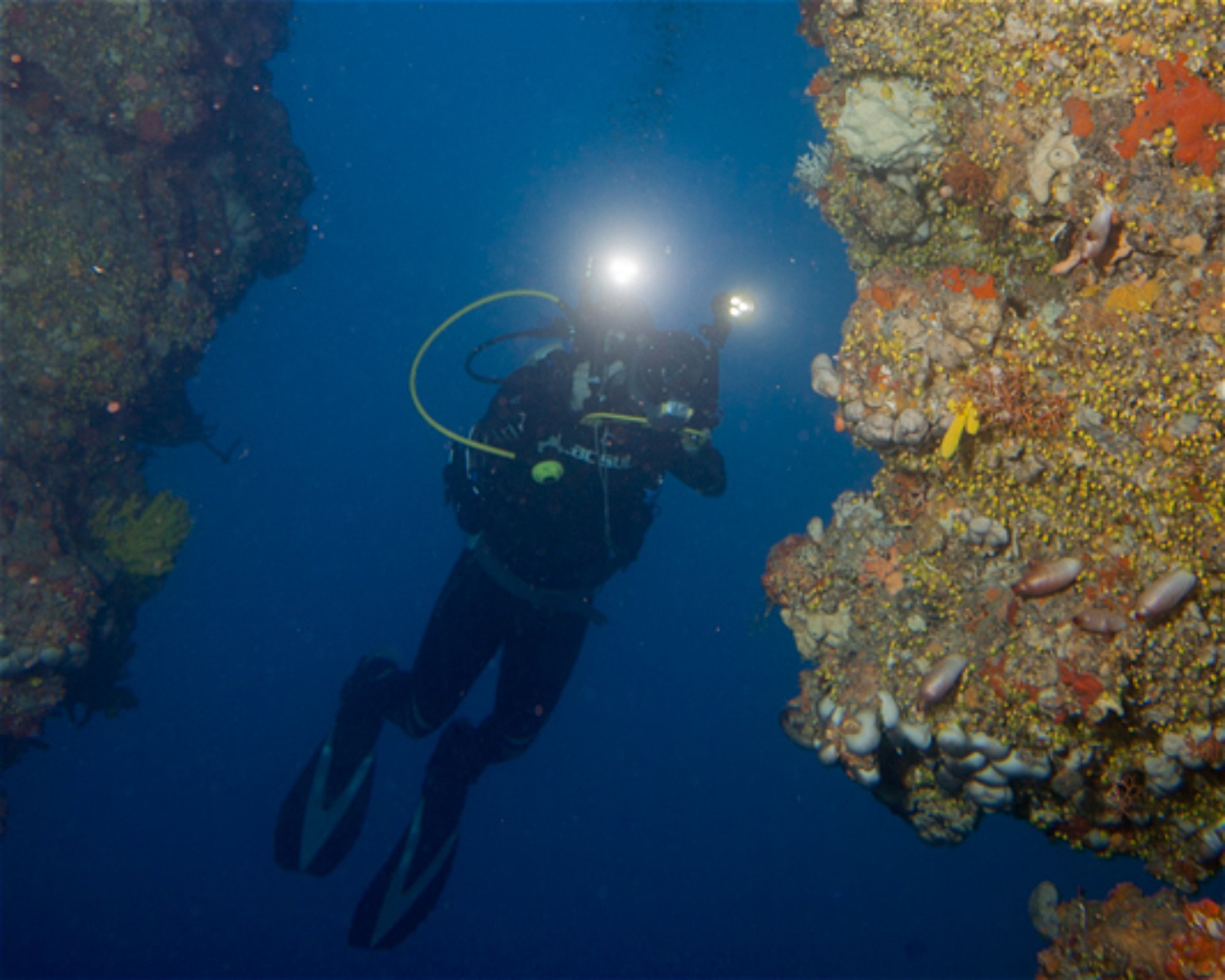 Diving Center Pongo, 22202 Primosten