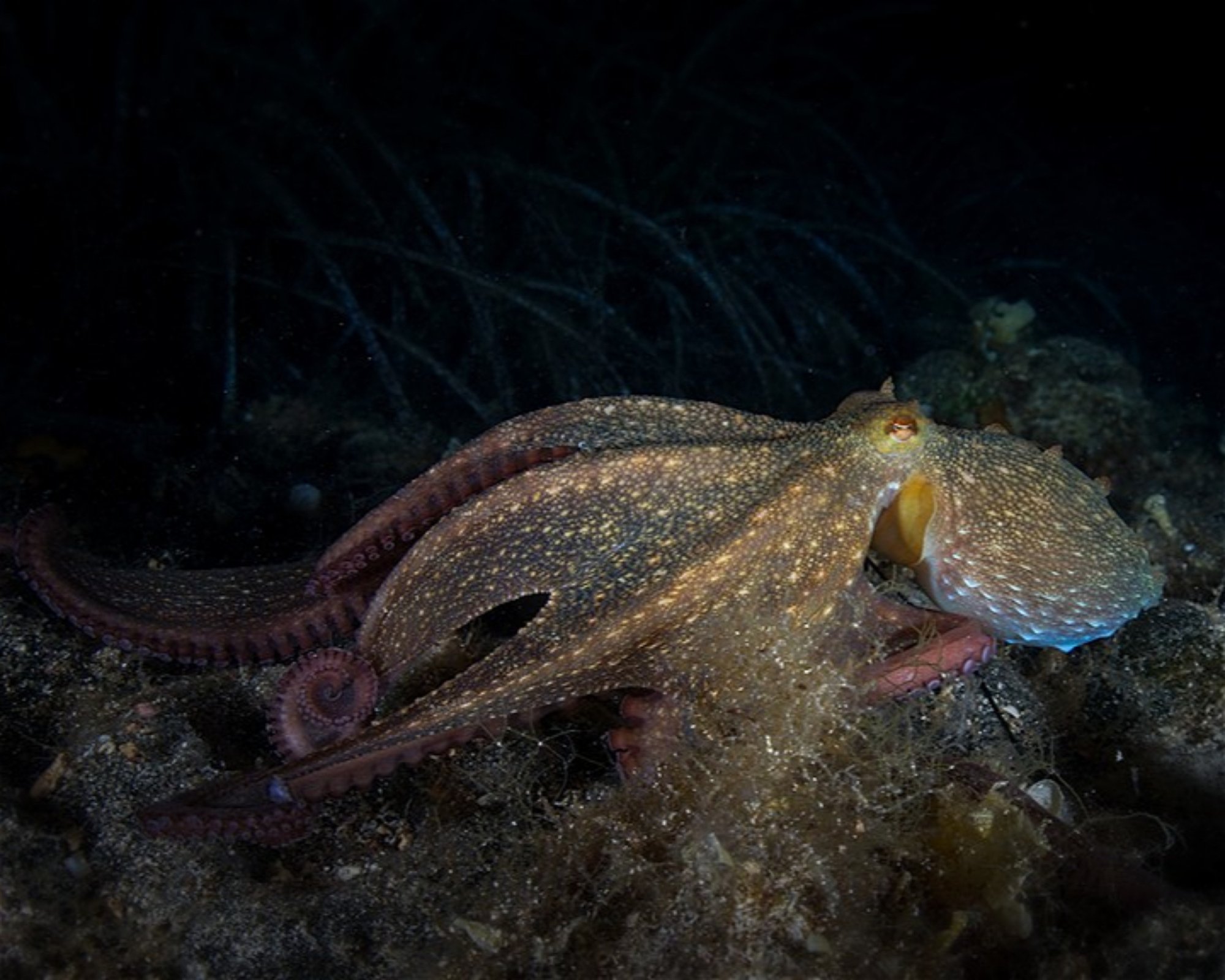 Diving Center Pongo, 22202 Primosten