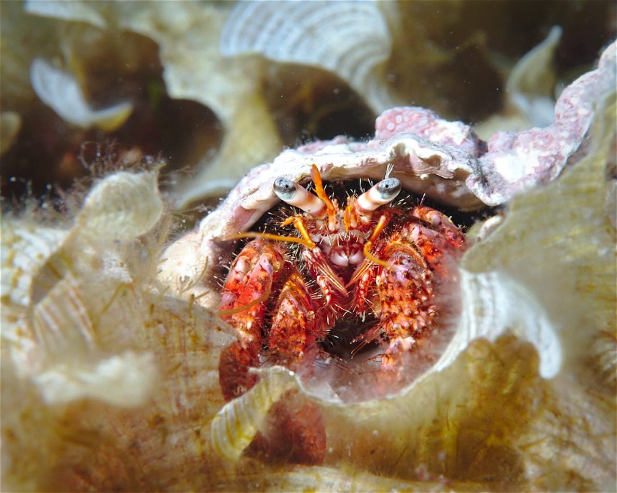 Diving Center Pongo, 22202 Primosten