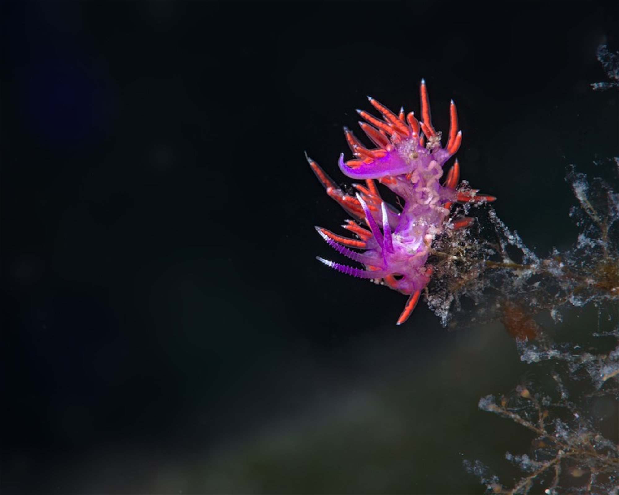 Diving Center Pongo, 22202 Primosten
