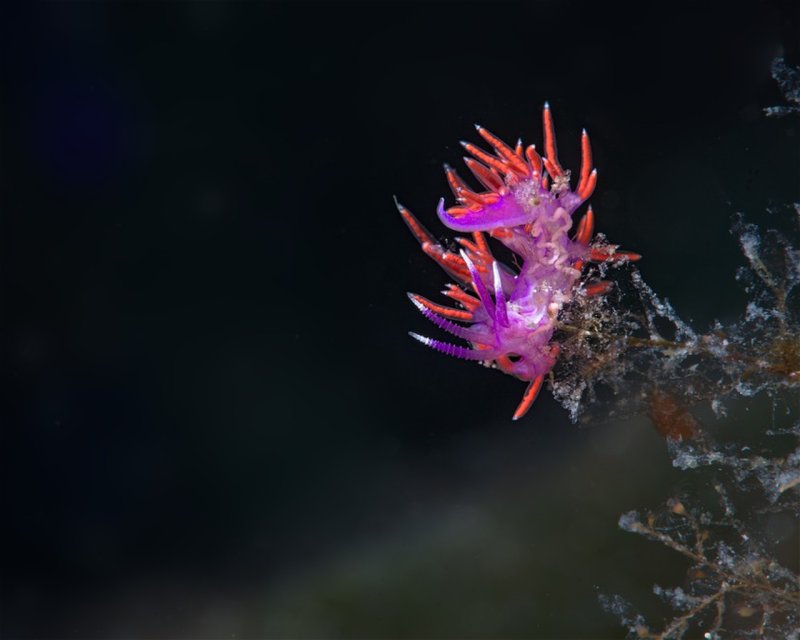 Divesite Image