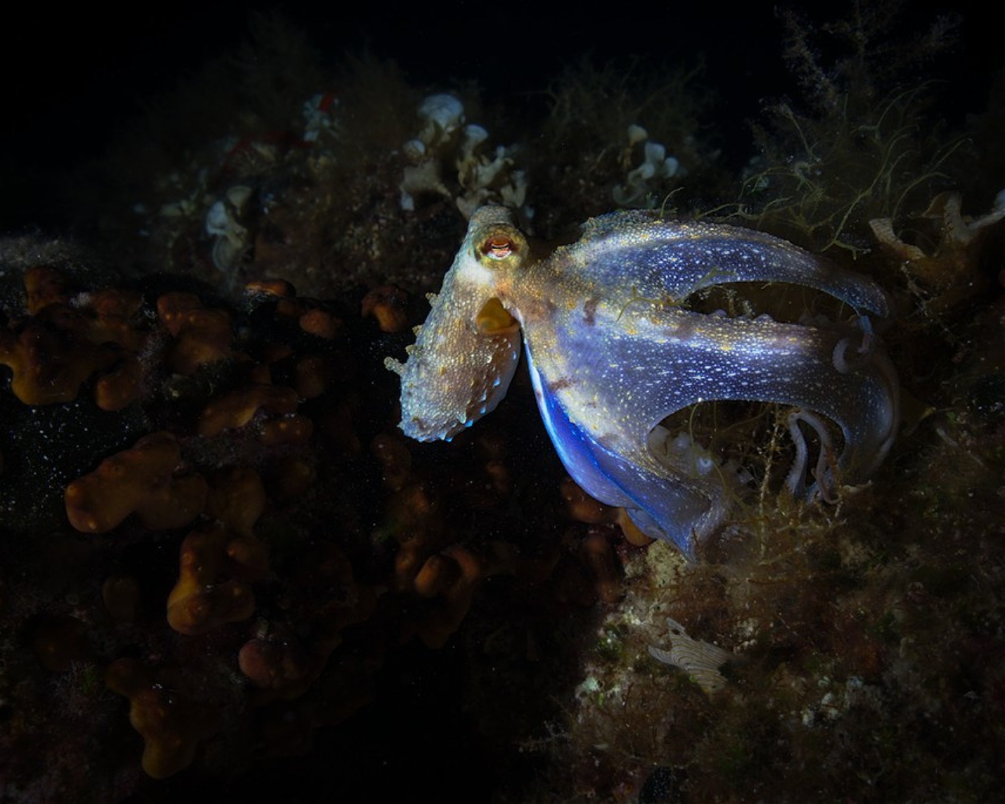 Diving Center Pongo, 22202 Primosten