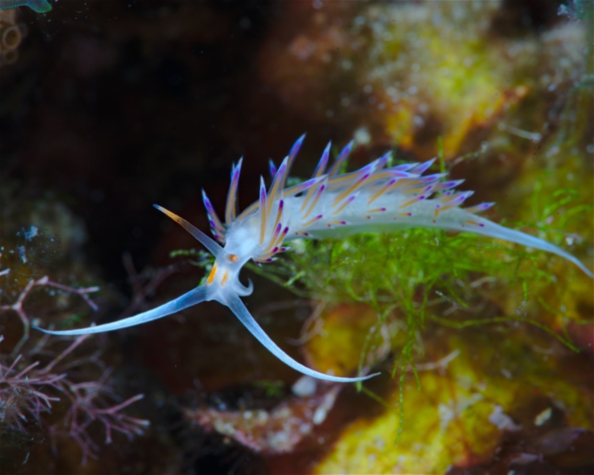 Diving Center Pongo, 22202 Primosten