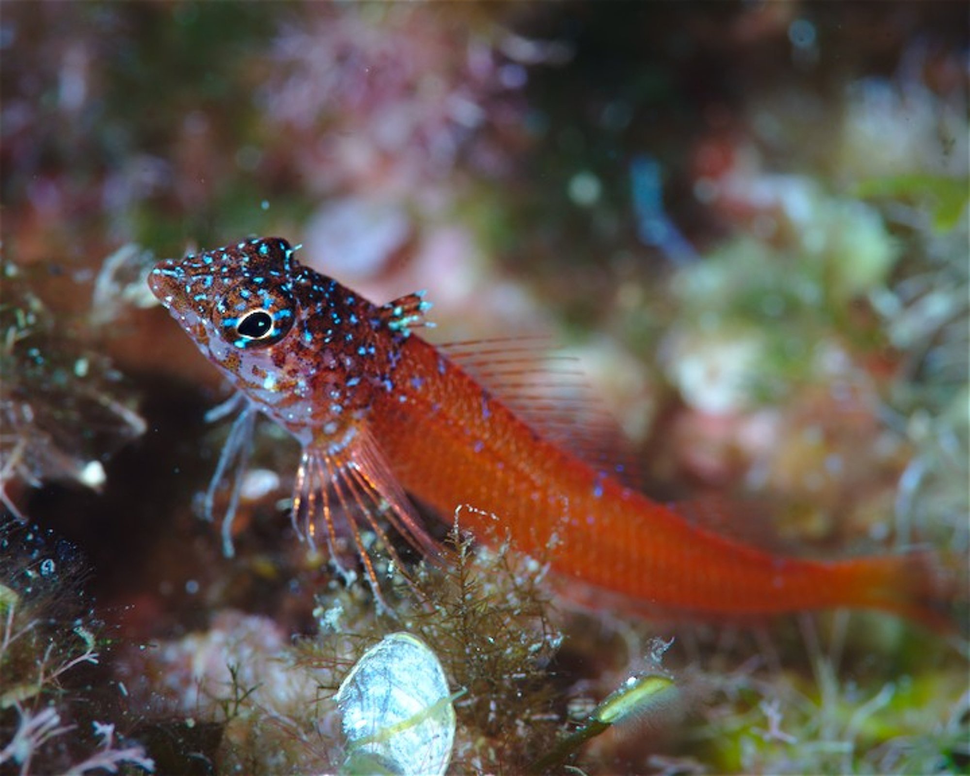 Diving Center Pongo, 22202 Primosten