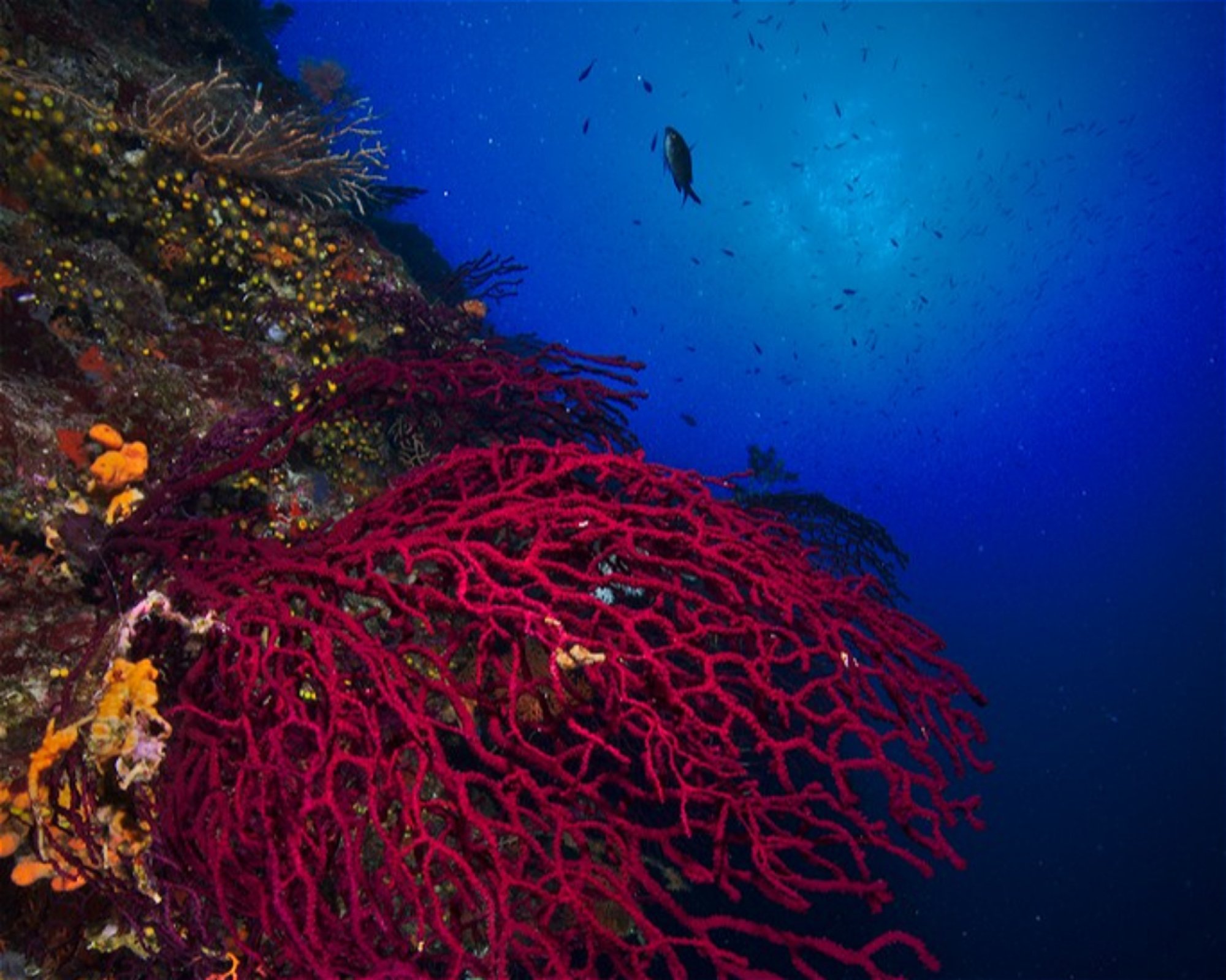 Diving Center Pongo, 22202 Primosten