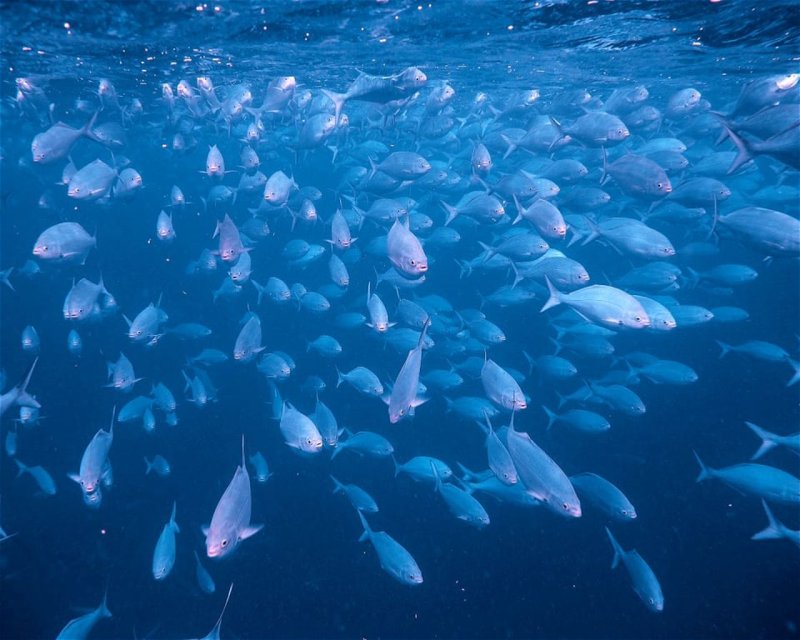 Divesite Image