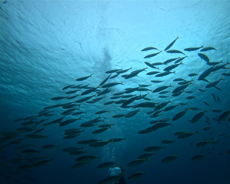 Divesite Image