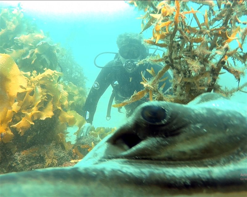 Divesite Image
