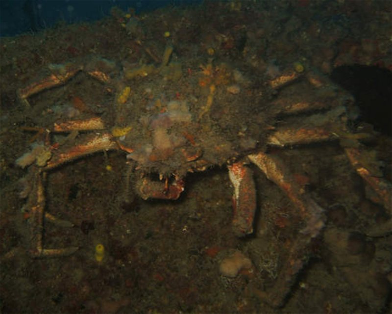 Divesite Image