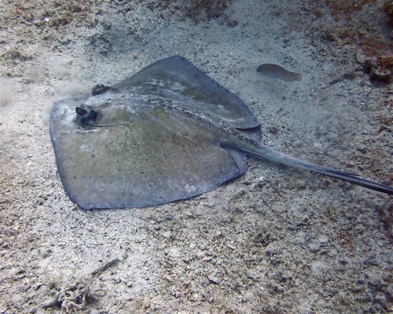 Divesite Image