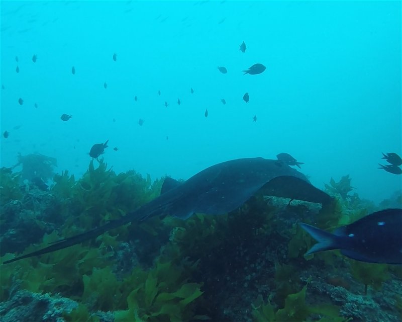 Divesite Image