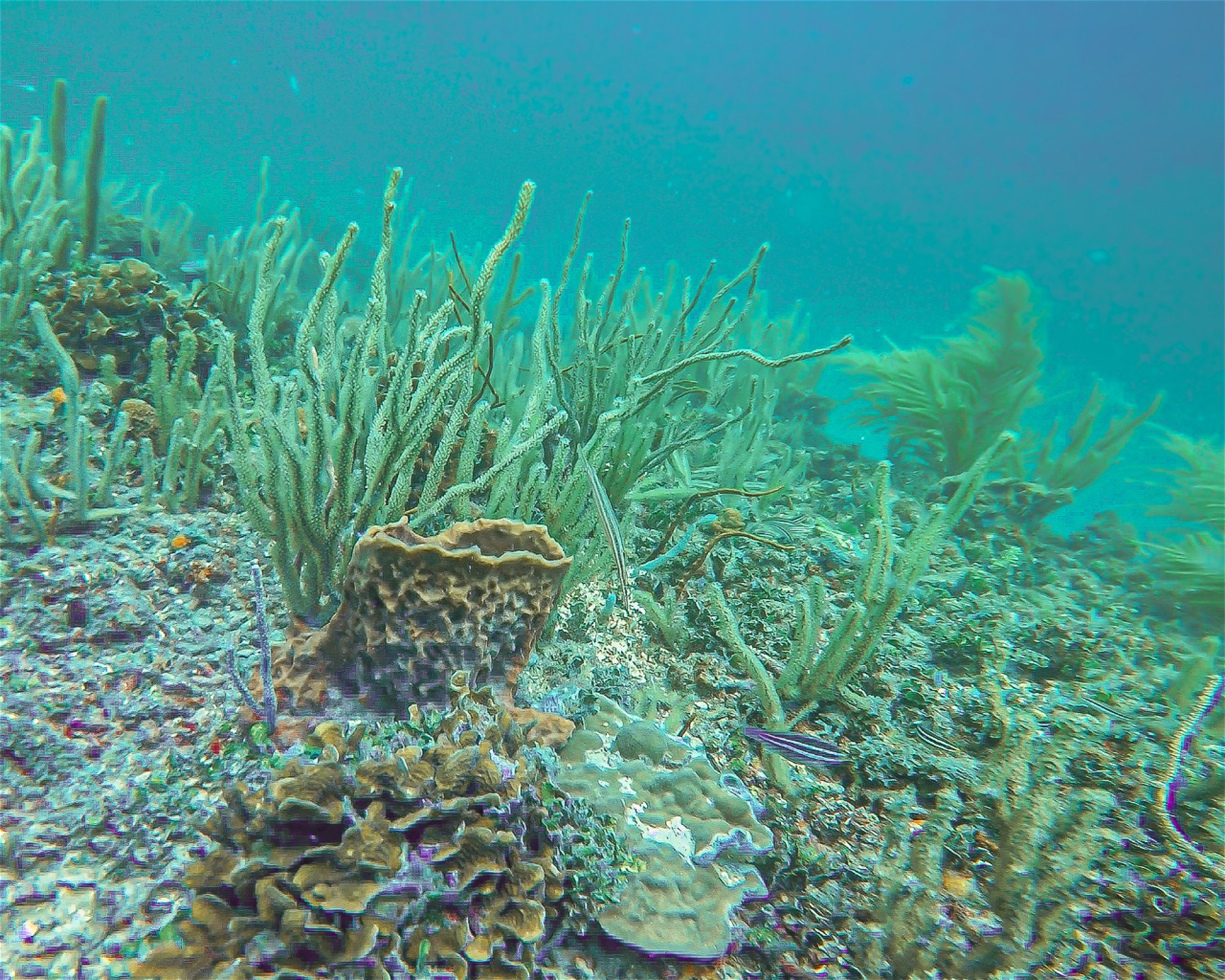 Centro de Buceo Rincon del Mar, 707010 Rincon (San Onofre), Sucre