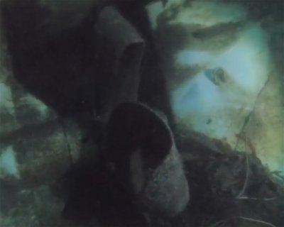 Pecio Isurus  (★4.7)