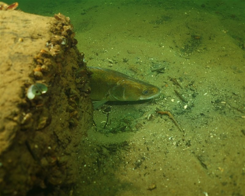 Divesite Image