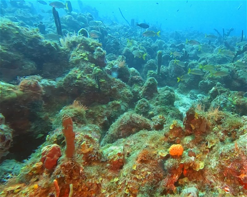 Divesite Image