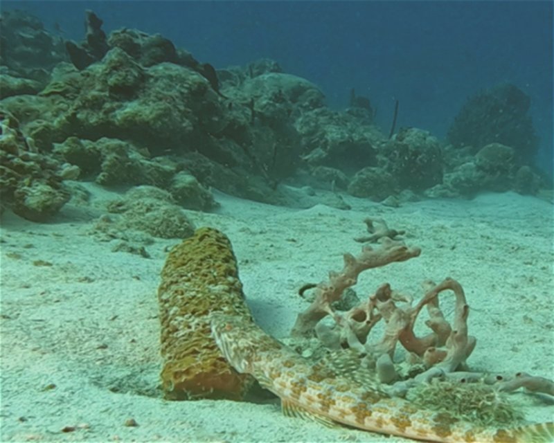 Divesite Image