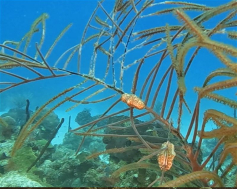 Divesite Image
