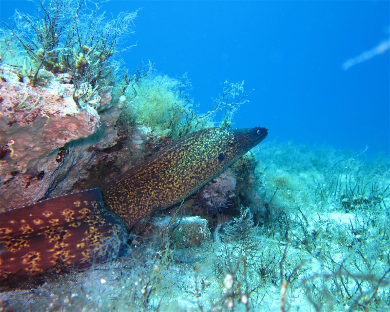 Divesite Image