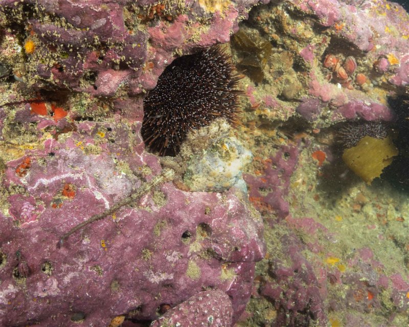Divesite Image