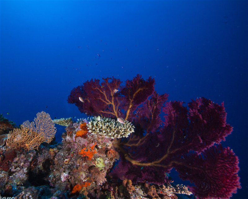 Divesite Image