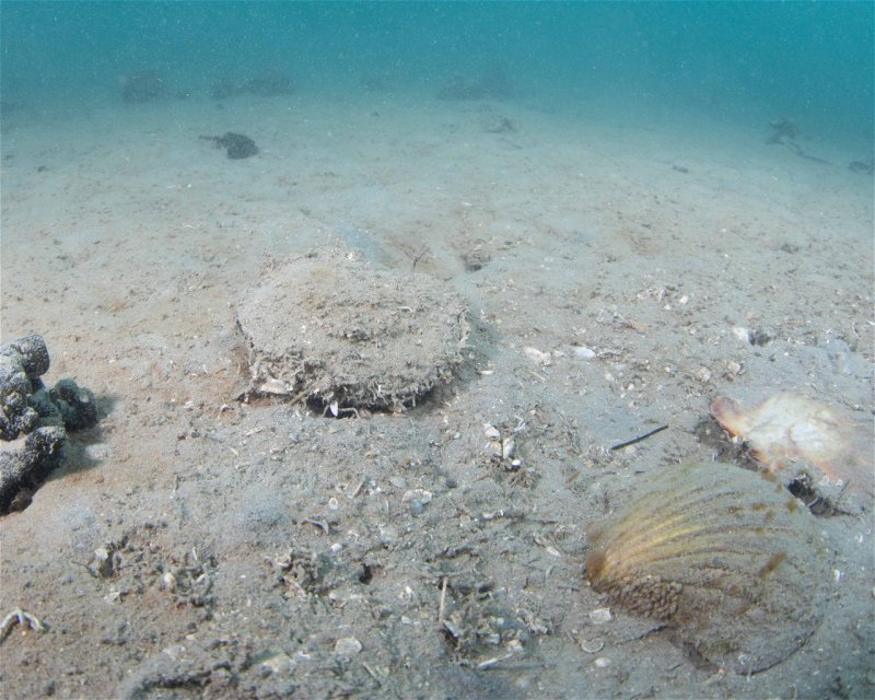 Divesite Image