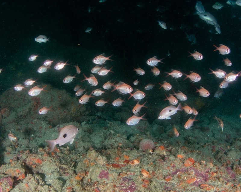 Divesite Image