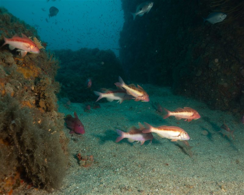Divesite Image