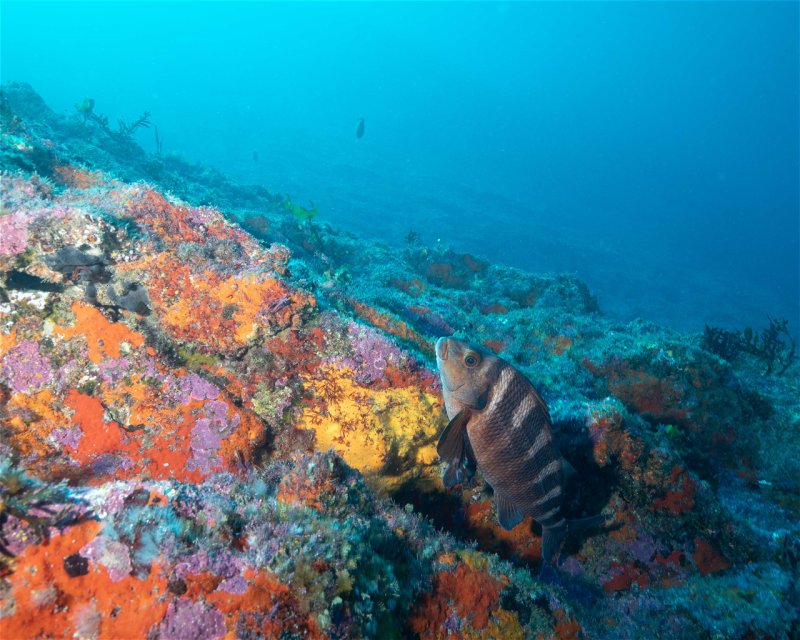 Divesite Image