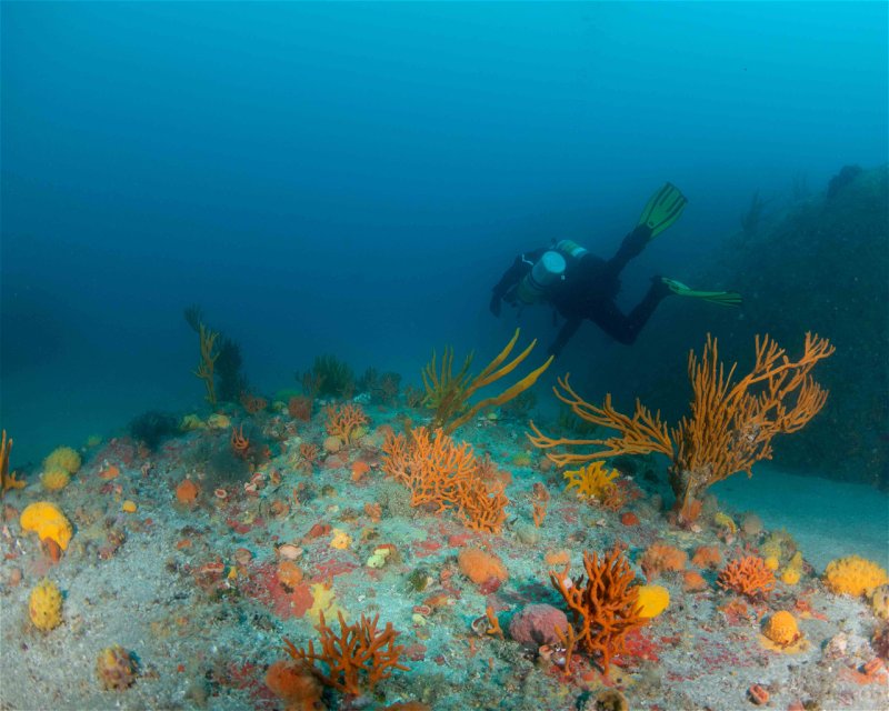 Divesite Image