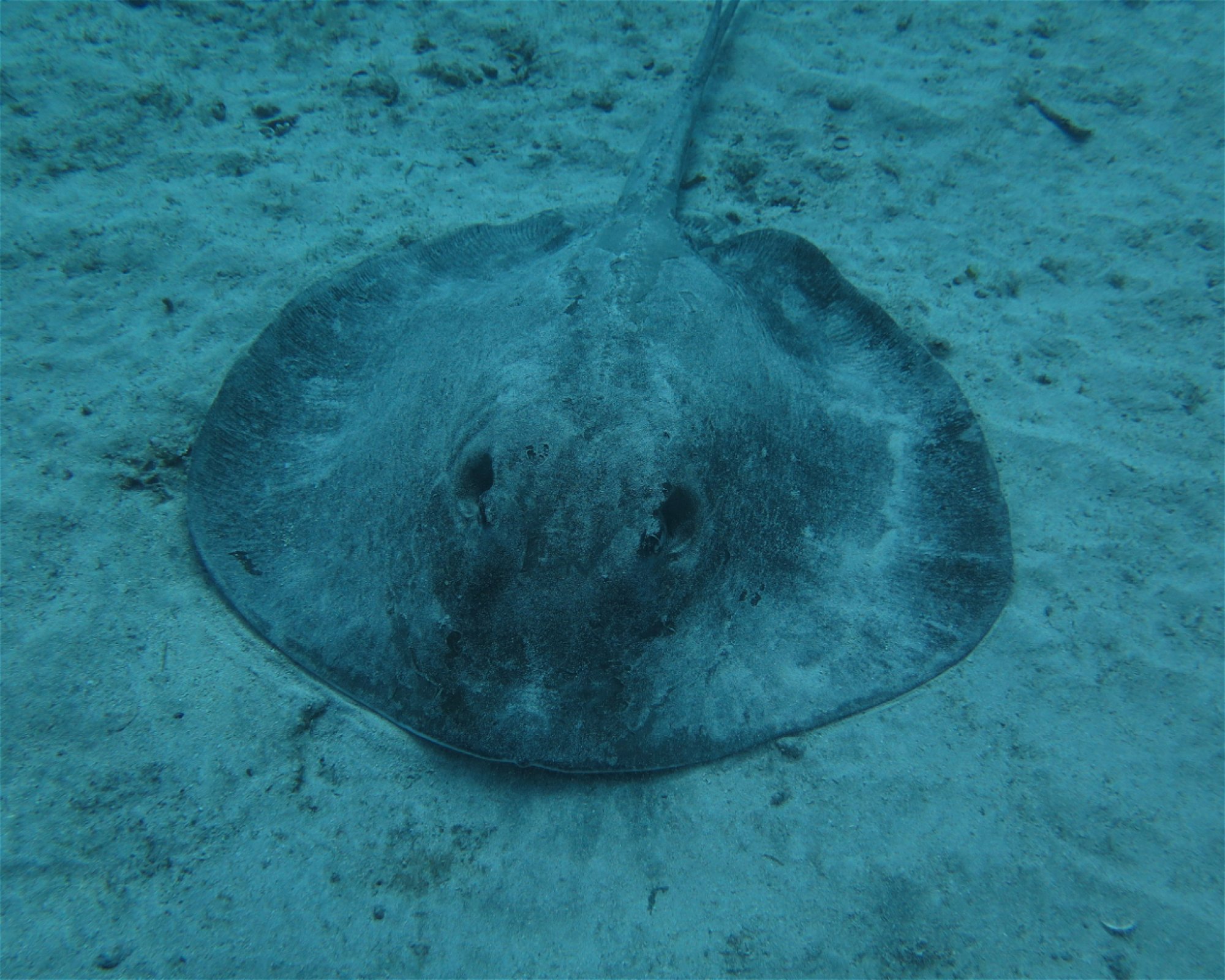 SCUBA SUR, 35120 Arguineguin
