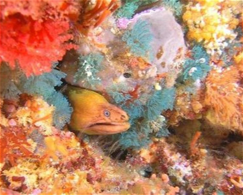 Divesite Image
