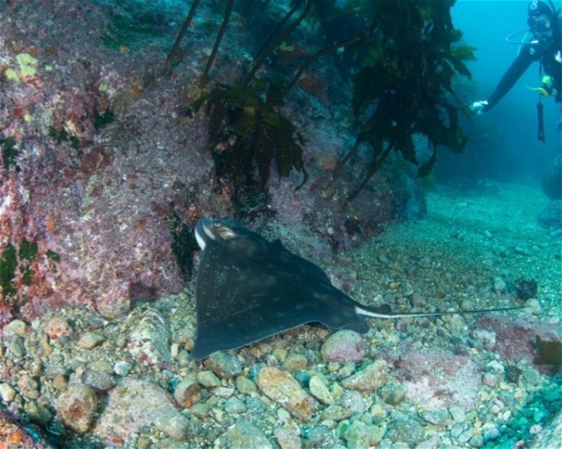 Divesite Image