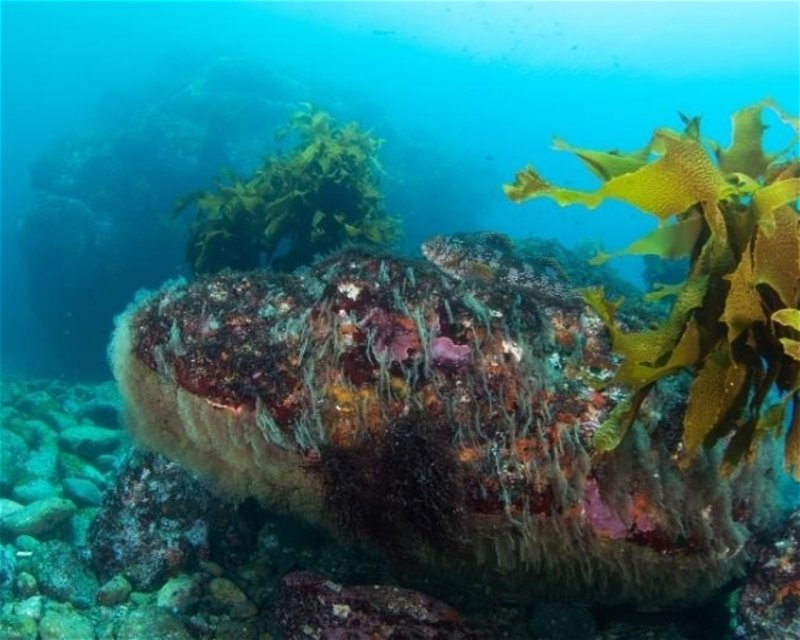 Divesite Image
