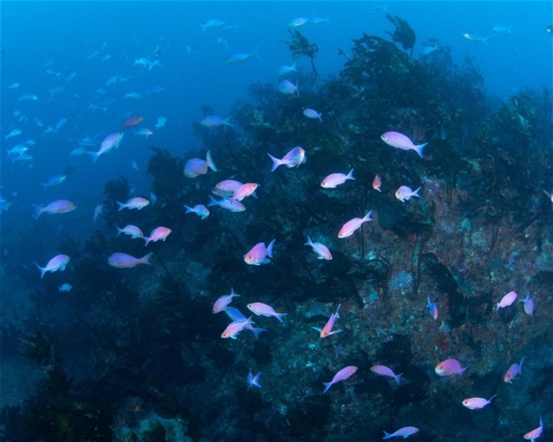Divesite Image