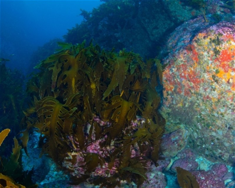 Divesite Image