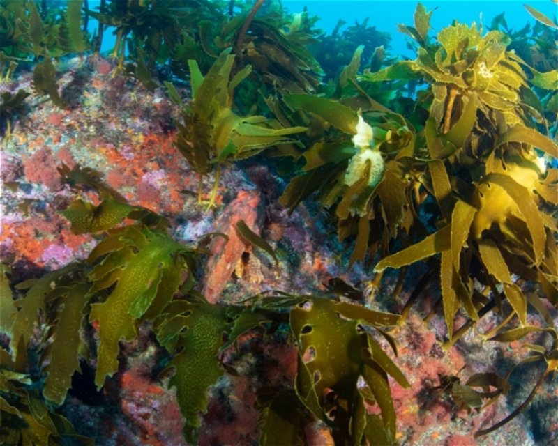 Divesite Image