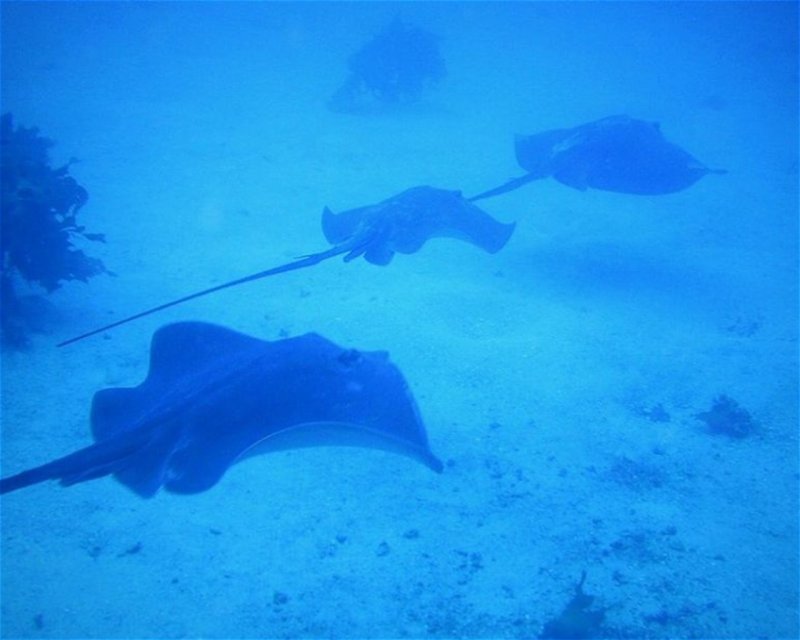 Divesite Image