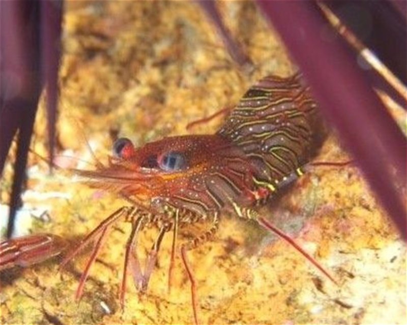Divesite Image