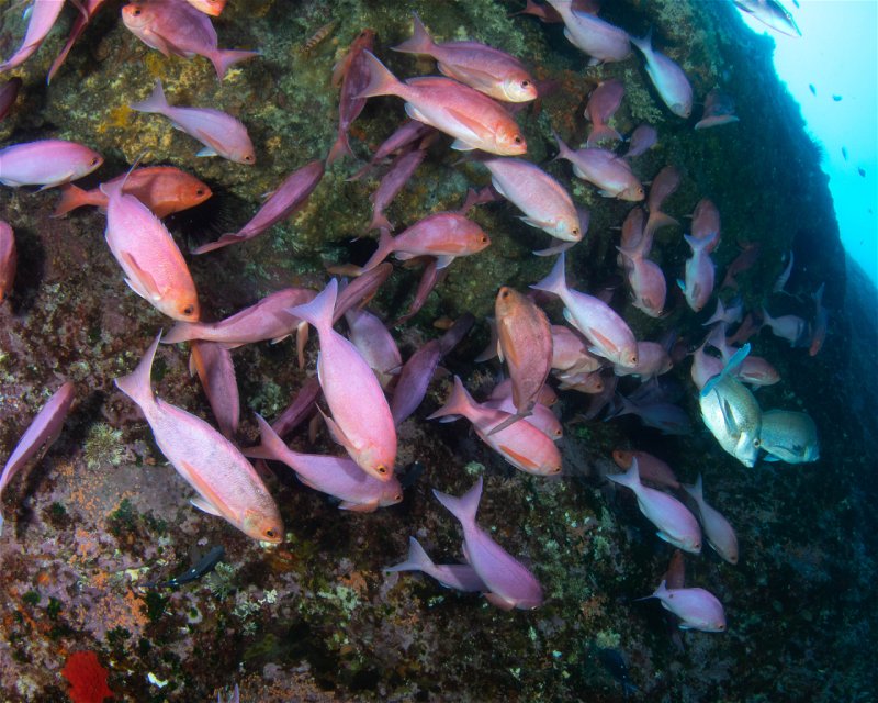Divesite Image