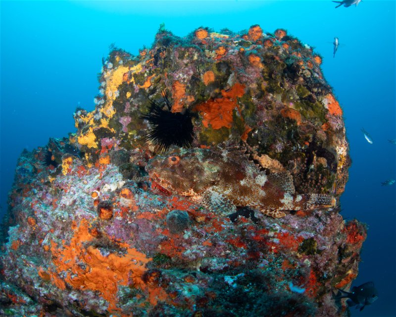 Divesite Image