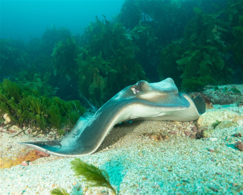 Divesite Image