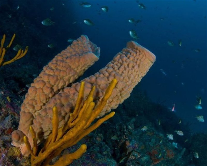 Divesite Image