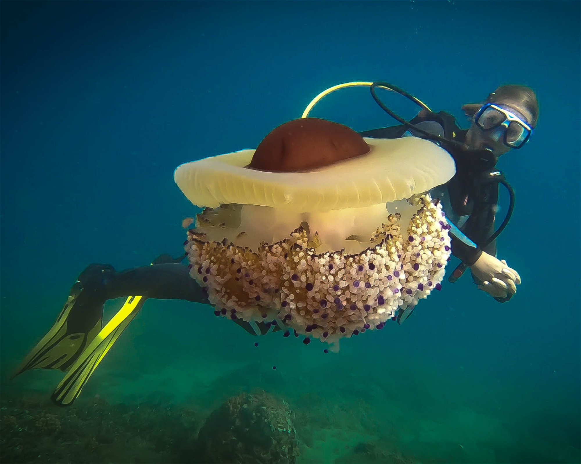 Subaquatic, 52470 Umag