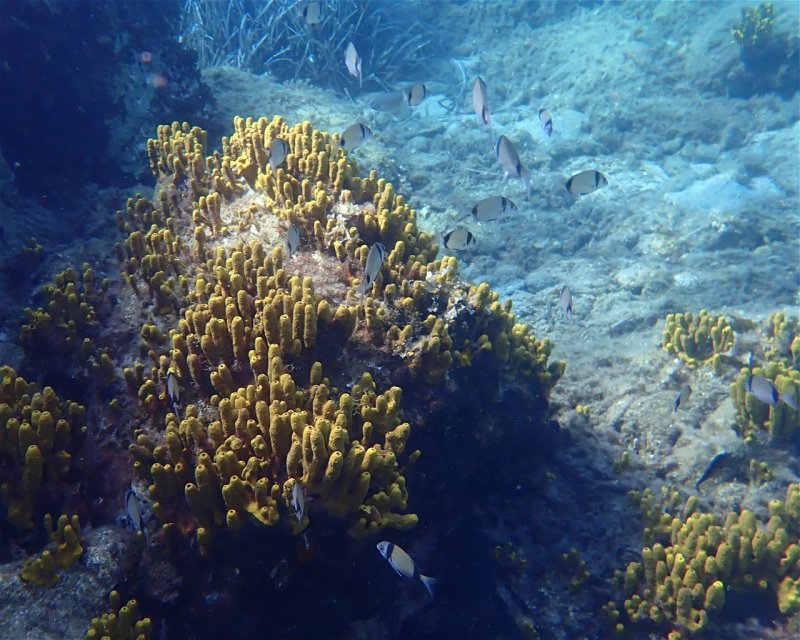 Divesite Image