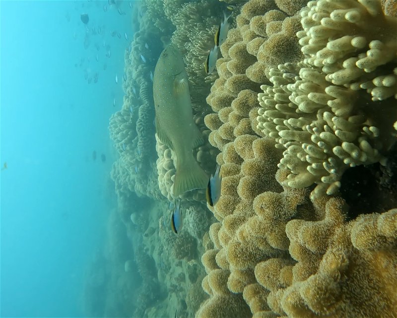 Divesite Image